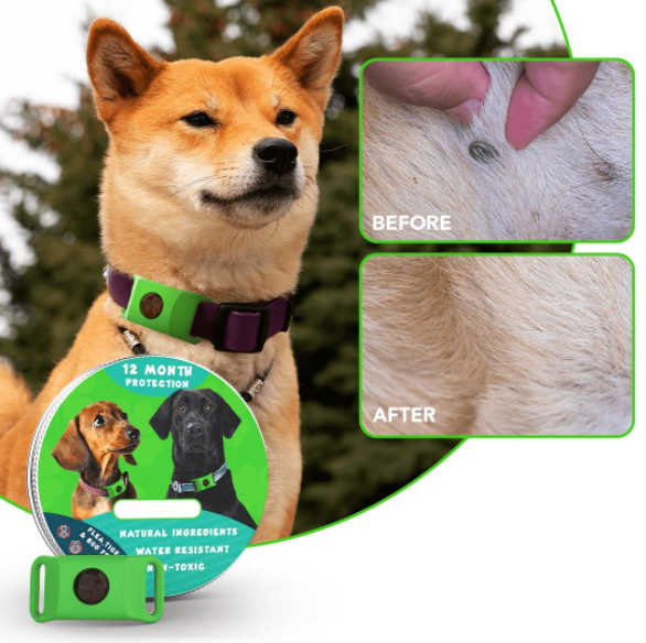 12 Months Flea and Tick Free