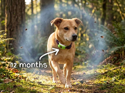 12 Months Flea and Tick Free