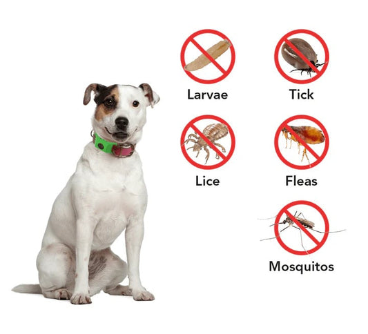 12 Months Flea and Tick Free