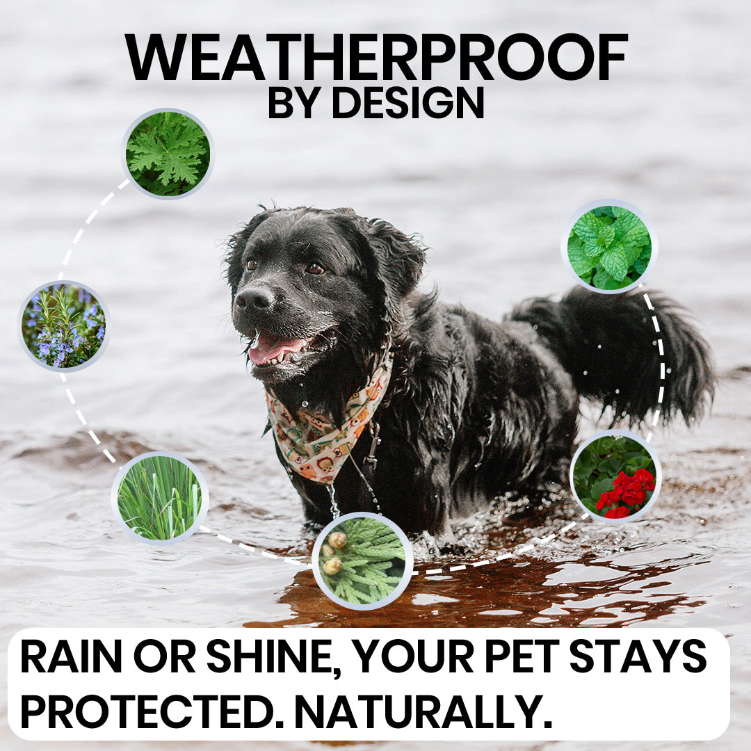 Yearlong Dog Flea Collar