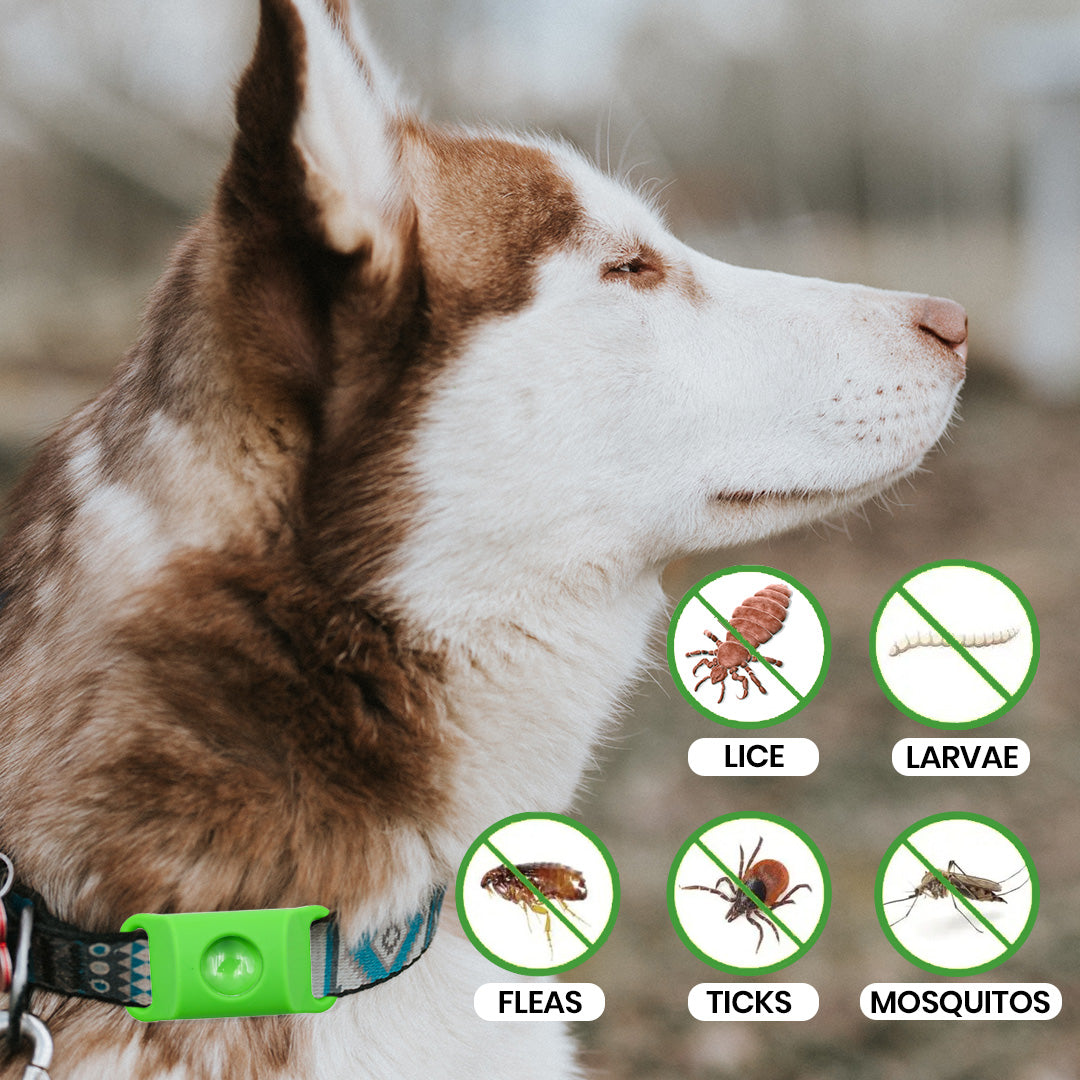 Yearlong Dog Flea Collar