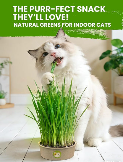 Cat Grass Seed Pack