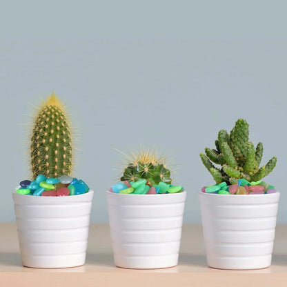 Glow-In-The-Dark Garden Stones