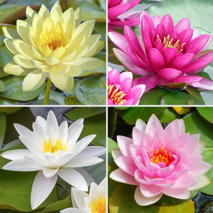 Mixed Lotus Seed Set
