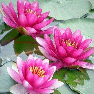 Mixed Lotus Seed Set