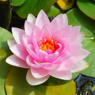 Mixed Lotus Seed Set