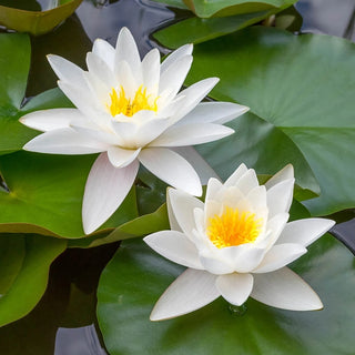 Mixed Lotus Seed Set