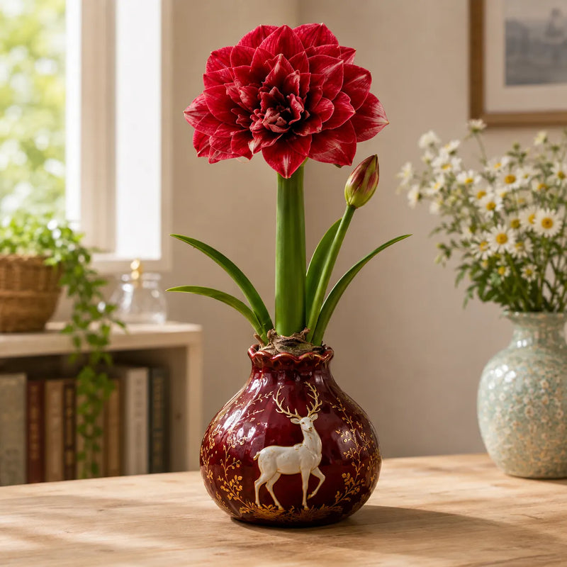 Waxed Double Amaryllis Bulbs No Soil, No Water, Just Watch It Grow