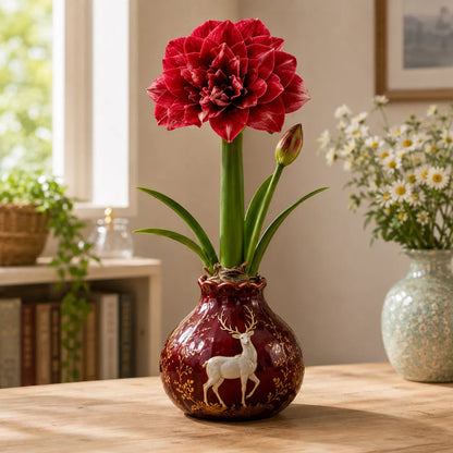 Waxed Double Amaryllis Bulbs No Soil, No Water, Just Watch It Grow