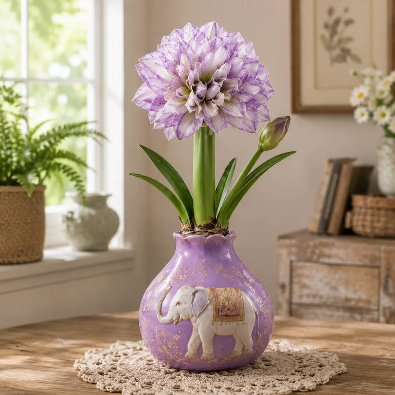 Waxed Double Amaryllis Bulbs No Soil, No Water, Just Watch It Grow