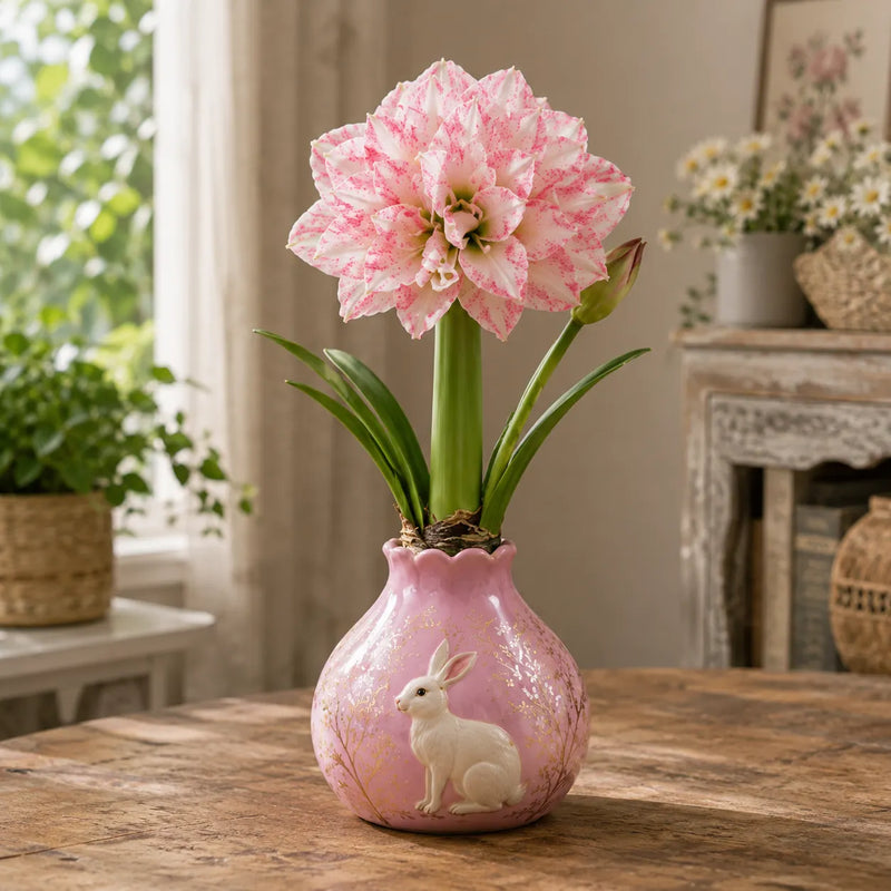 Waxed Double Amaryllis Bulbs No Soil, No Water, Just Watch It Grow