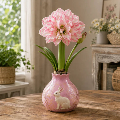 Waxed Double Amaryllis Bulbs No Soil, No Water, Just Watch It Grow
