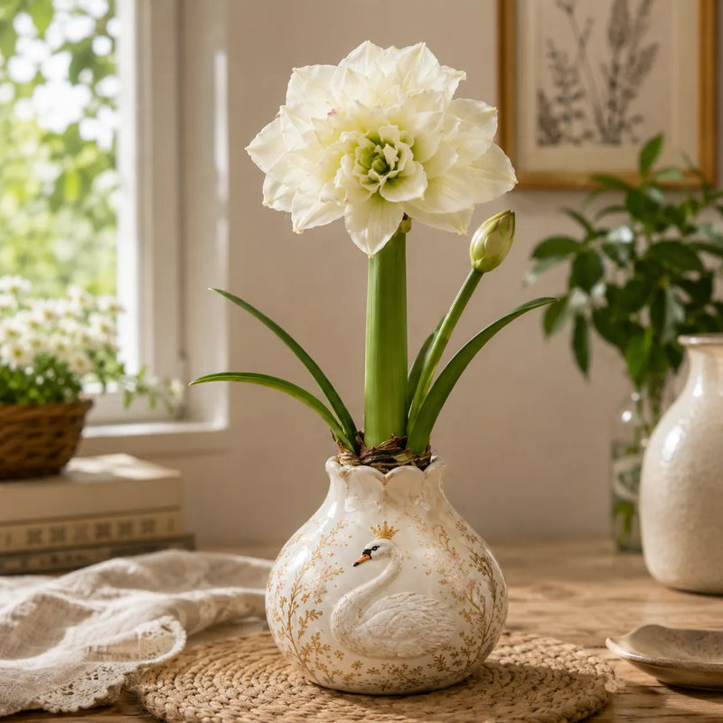 Waxed Double Amaryllis Bulbs No Soil, No Water, Just Watch It Grow
