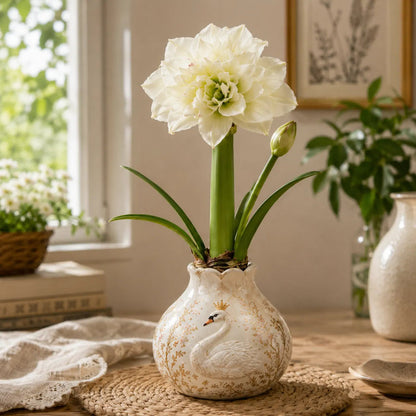 Waxed Double Amaryllis Bulbs No Soil, No Water, Just Watch It Grow