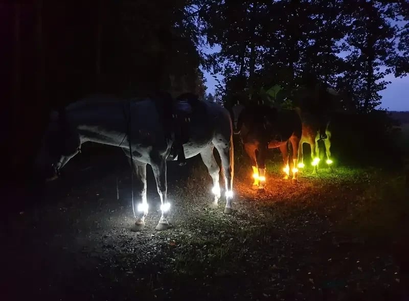 Horse LED Leg Straps 4 Pack | Rechargeable-Look Night Riding Safety Lights