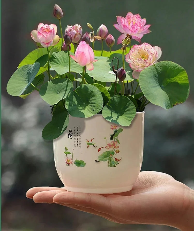 Mixed Lotus Seed Set