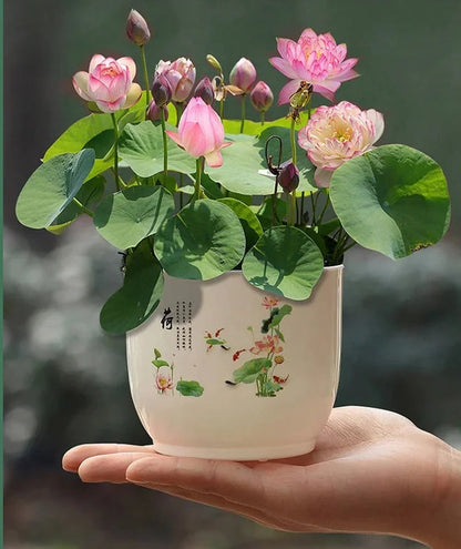 Mixed Lotus Seed Set