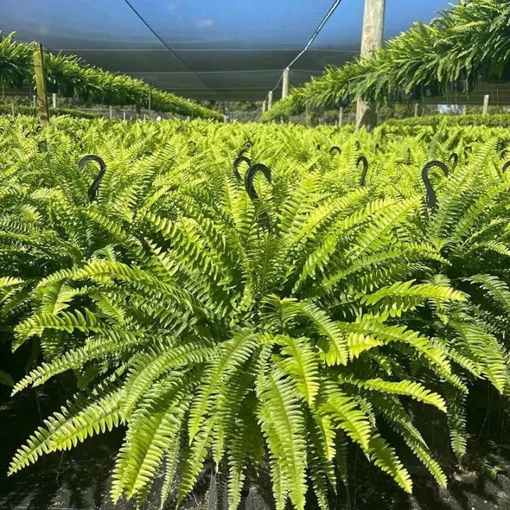 Glowing Boston Ferns with Lights Zero Watering, Zero Maintenance