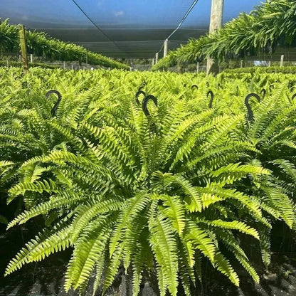 Glowing Boston Ferns with Lights Zero Watering, Zero Maintenance