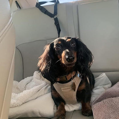 Dog Seatbelt Walking Leash
