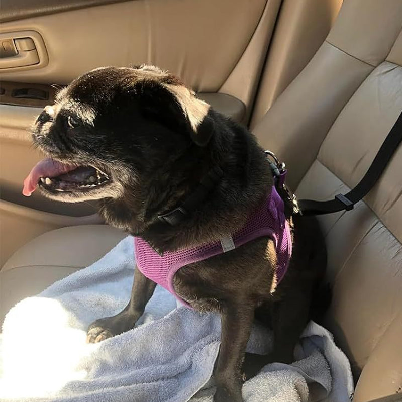 Dog Seatbelt Walking Leash